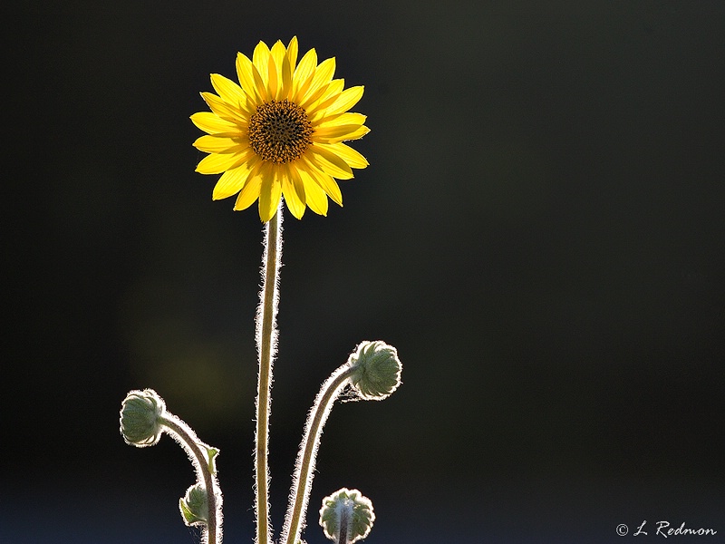 Backlit Flower