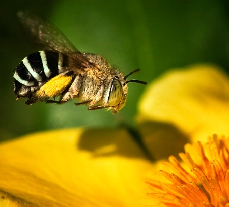 Australian Native - The Blue Banded Bee