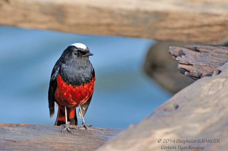 White-capped Redstart-1