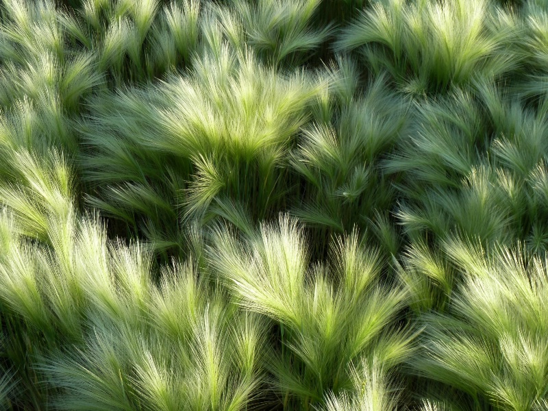 Magic Grass