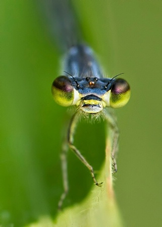 These Eyes