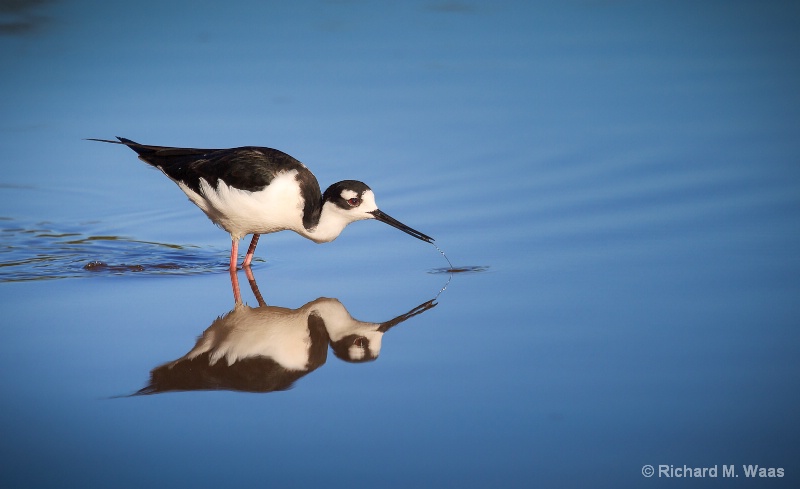 Black Necked Stilt