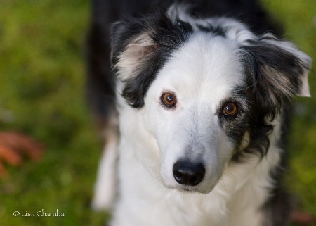 Lad: Handsome Head Tilt