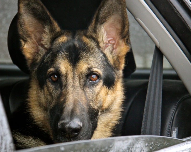 BackseatDriver