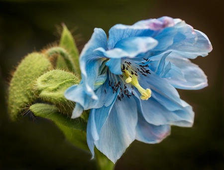 Double Blue Poppy    