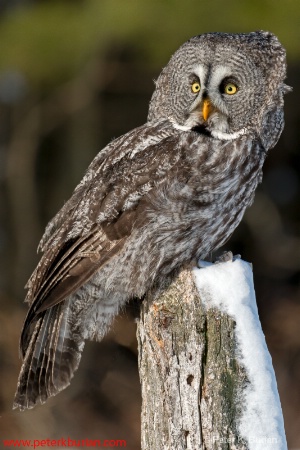 Great Gray Owl