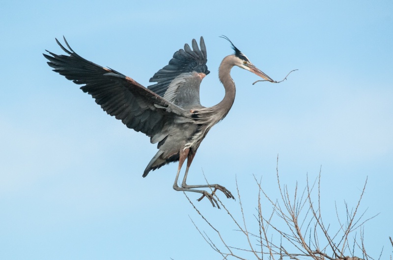 A stick for the nest