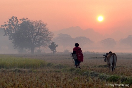 THE FARMER