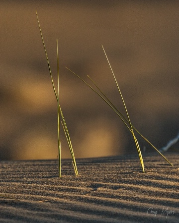 Dune Grasses