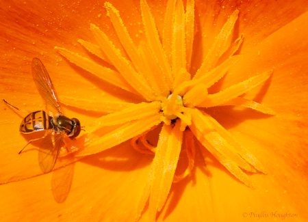 Poppy Pollinator