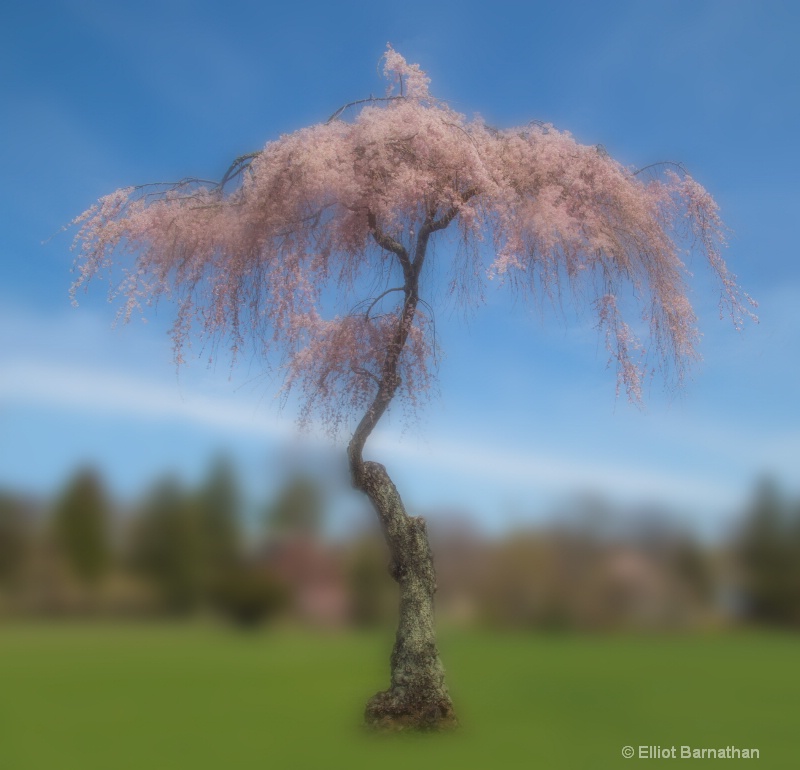 Portrait of a Tree - ID: 14449011 © Elliot Barnathan