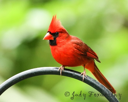 Northern Cardinal