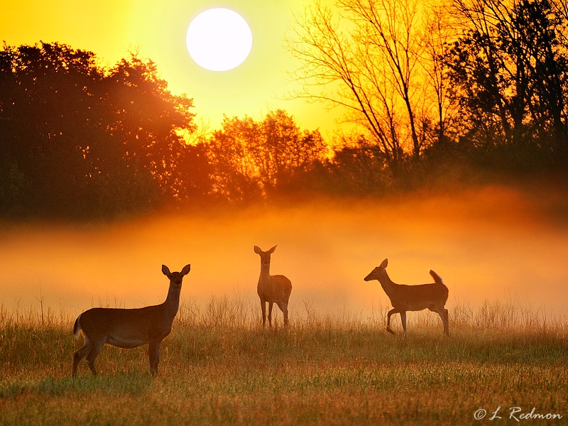 Sunrise - Deer in the Fog
