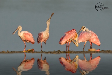 Rosetta Spoonbills