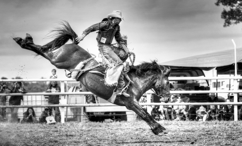 Saddle Bronc Rider