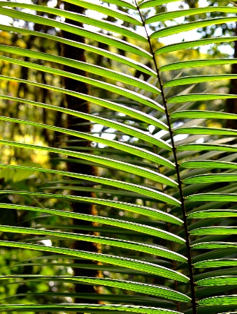 Leaf pattern