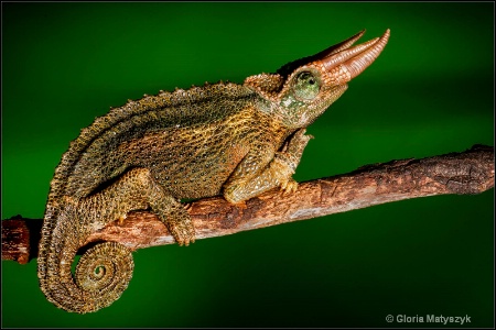 Jackson's Chameleon