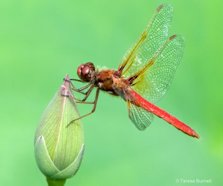 Lotus Dragon