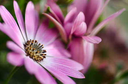 Spring Flowers...