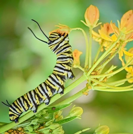 A Faceful of Flower