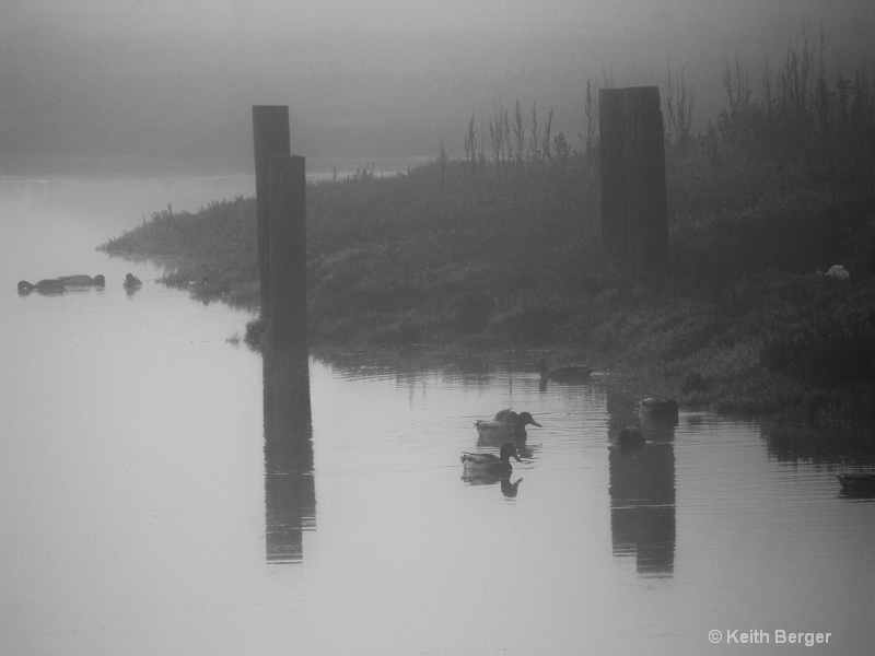 Ducks in North Lagoon - ID: 14461797 © J. Keith Berger