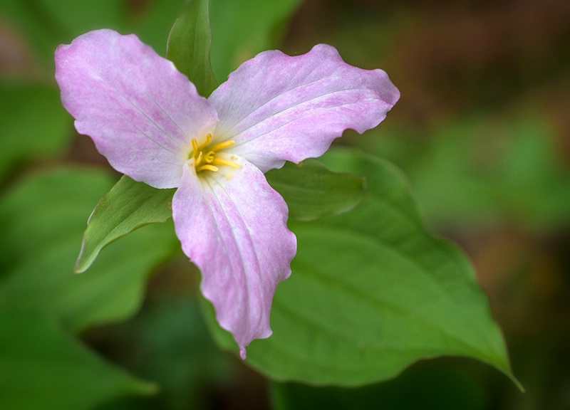 Fading White Trillium