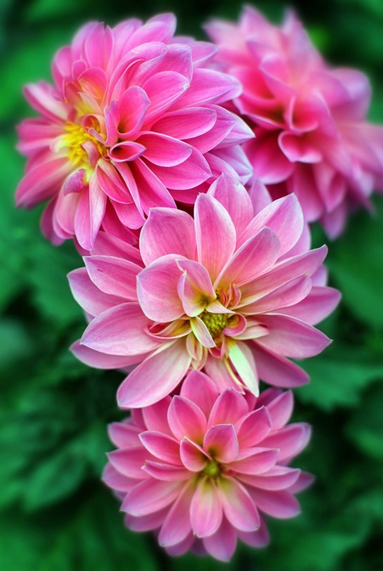 Dahlia Dearest