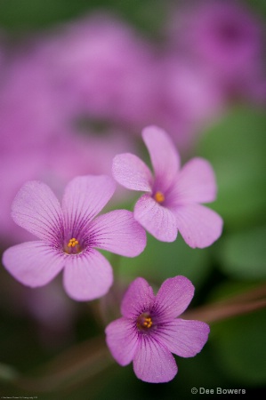 Three Tiny Flowers