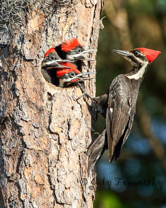 Pileated Woodpecker Feeding Time