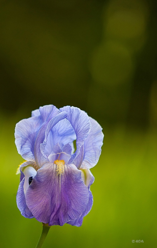 Blue Iris