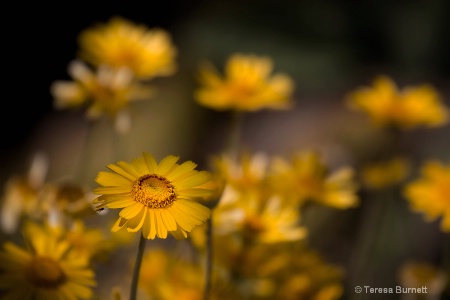 Desert Flowers