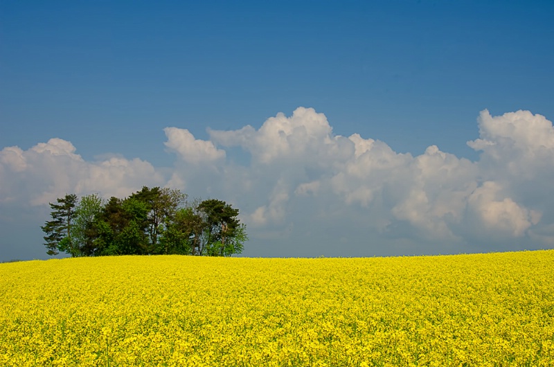 Glorious Spring Morning