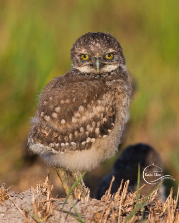 Baby Burrowing Owl