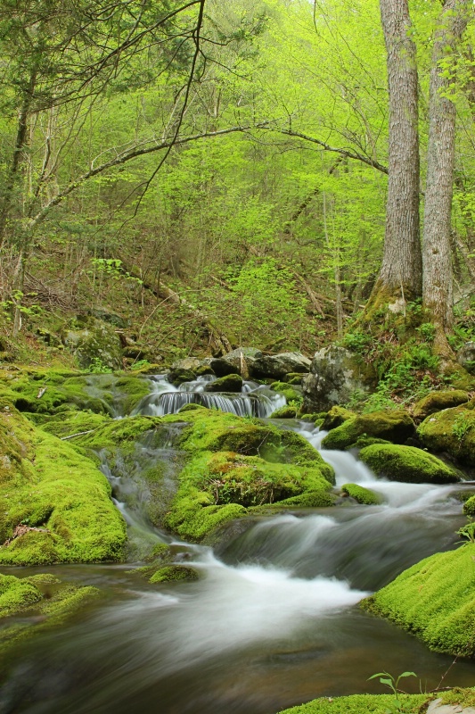 Deep In The Forest