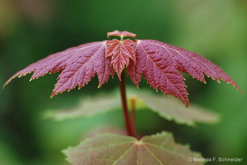 Nature's Umbrella