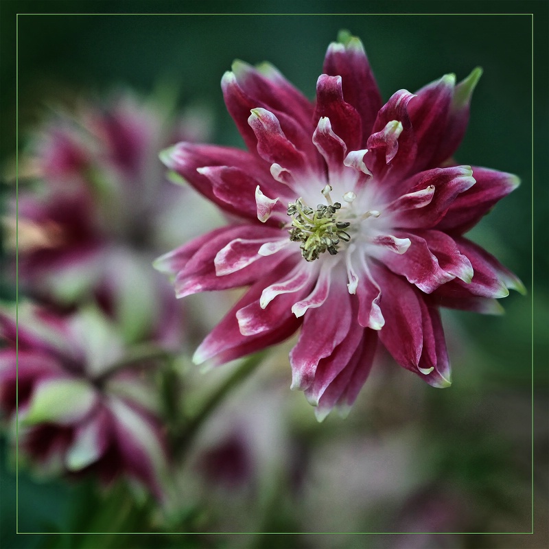 burgundy columbine