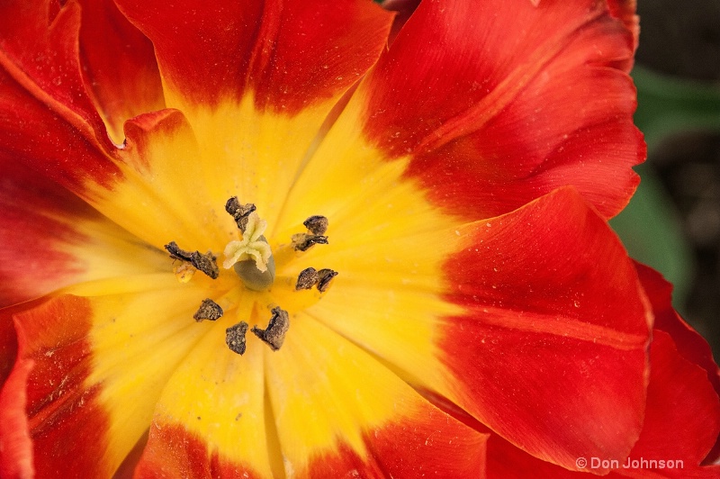 Red and Yellow Tulip