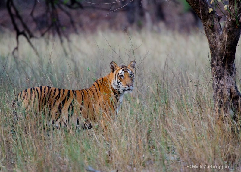 bengal tiger male india  2 year old cub - ID: 14493772 © Rick Zurbriggen