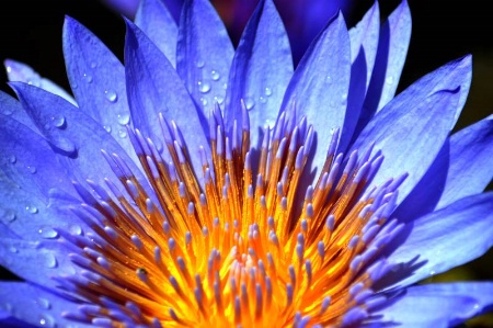 Water Lily