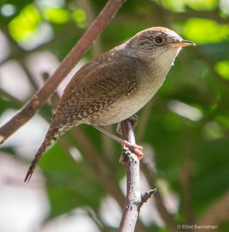 House Wren - ID: 14511023 © Elliot Barnathan