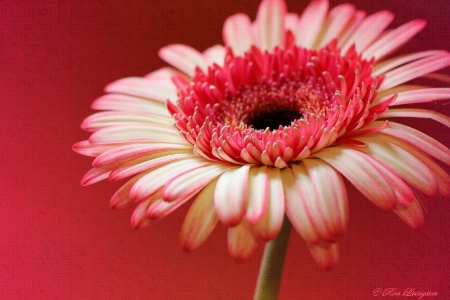 Gerber Daisy