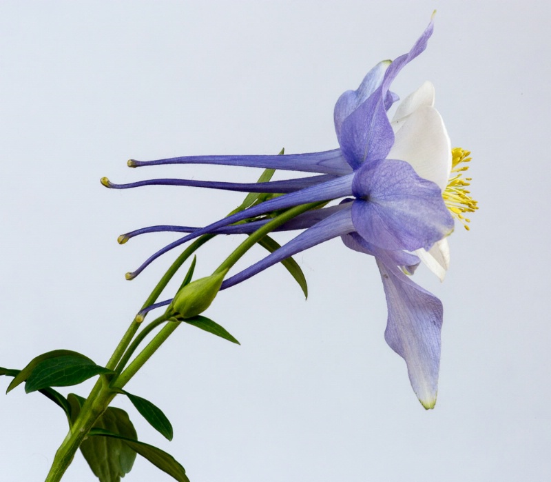 Purple Columbine