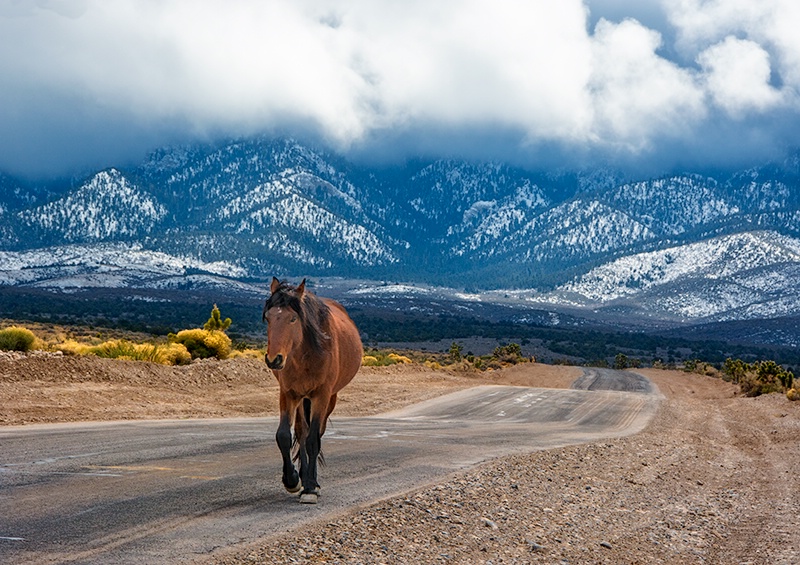 Wild Horse at Cold Creek, Nevada