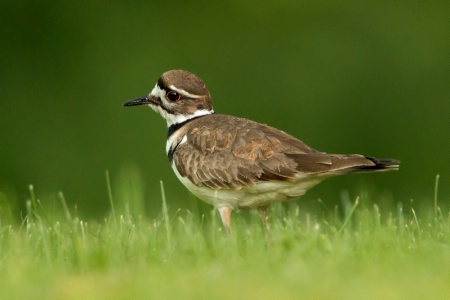 Killdeer