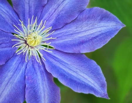 Clematis Tentacles 