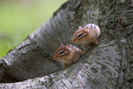 Baby Chipmunks 