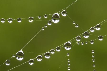 Web Dew Drops     