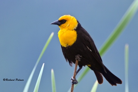 yellow-headed blackbird