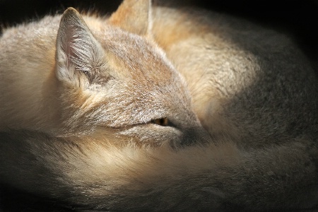 Sleepy Fox