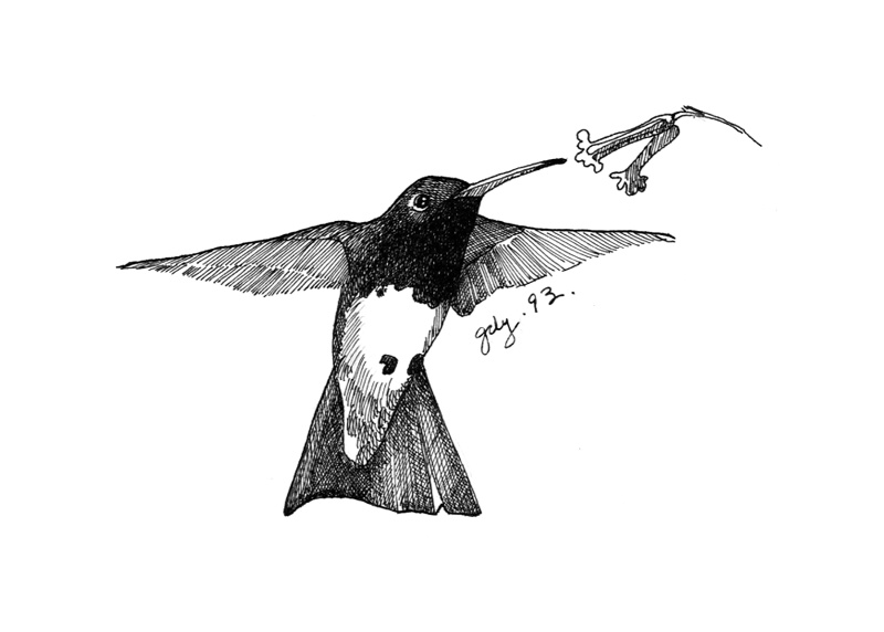 <i>Buff-bellied Hummingbird</i>, pen and ink - ID: 14527760 © Gail D. Yovanovich